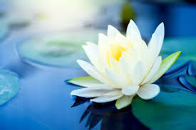 White Lotus